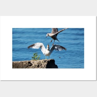 A Gull Swooping In Above Another Gull. Posters and Art